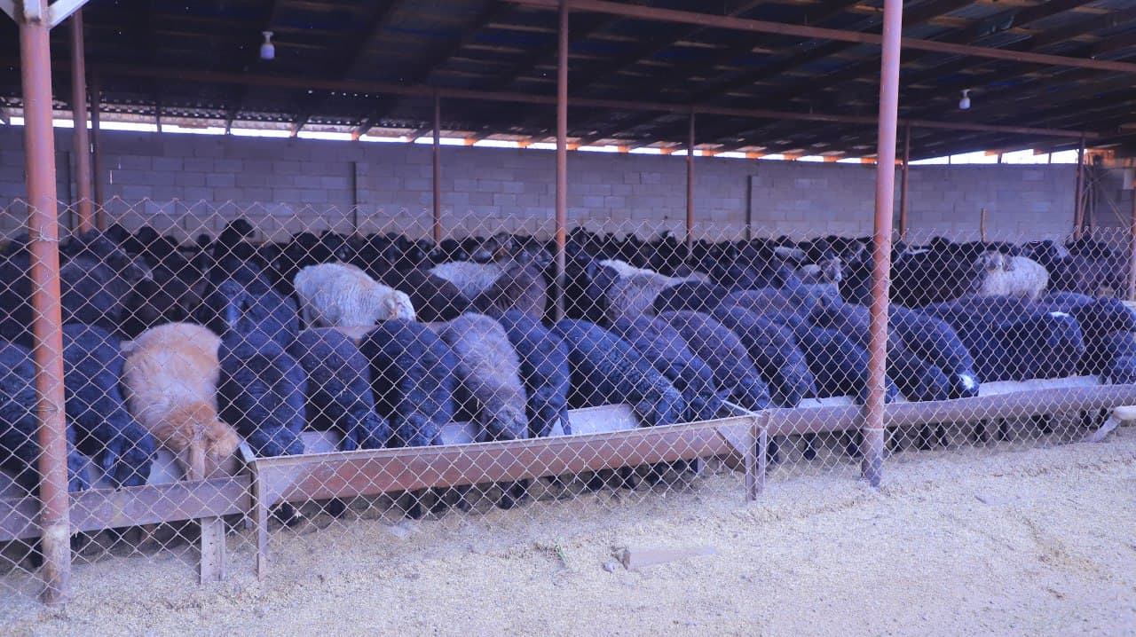 Qorakoʻl: Xoʻjakon mahallasida yashovchi Qurbonov qoʻrasidagi qoʻylari soni 400 boshga yetkazildi