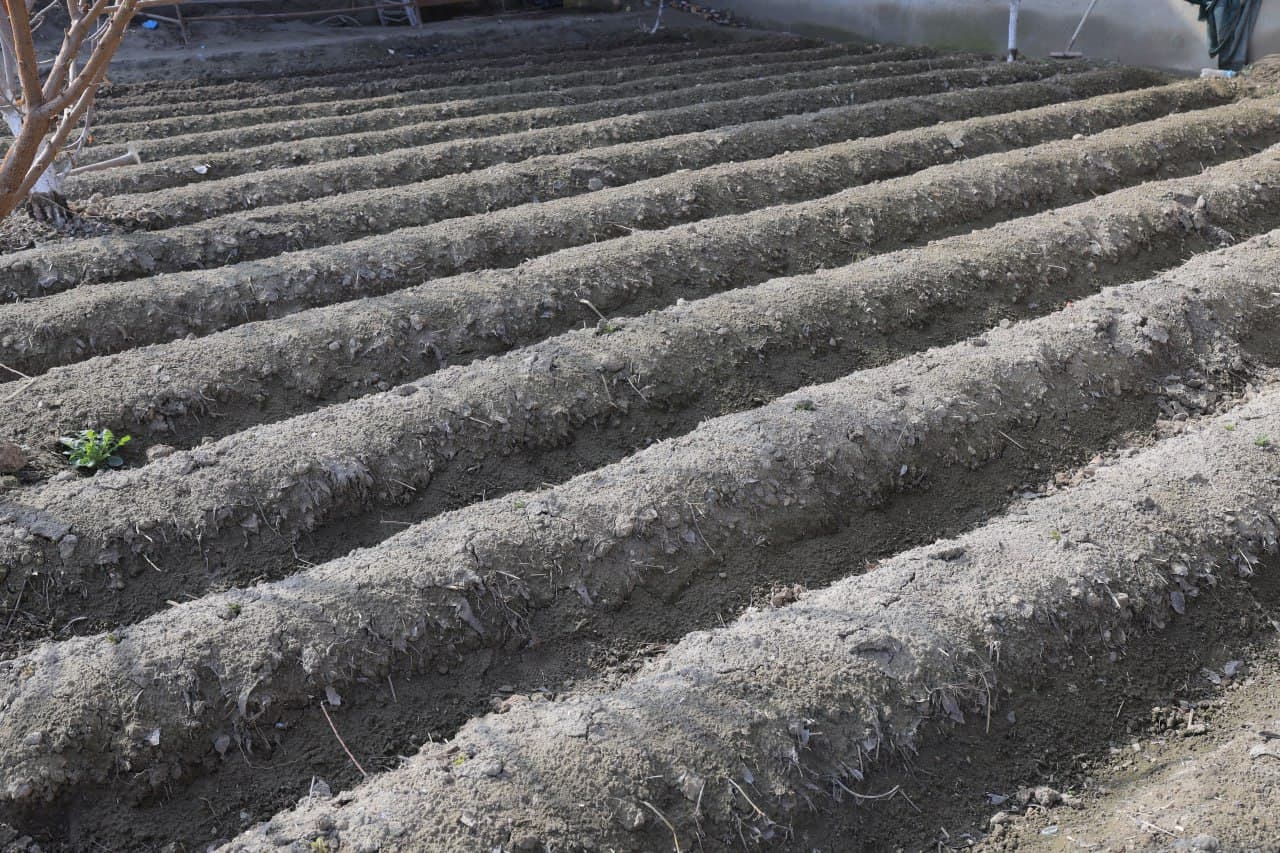 Когон: Фозиловлар хонадони учун ҳам томорқа ва паррандачилик—фаровонлик омили