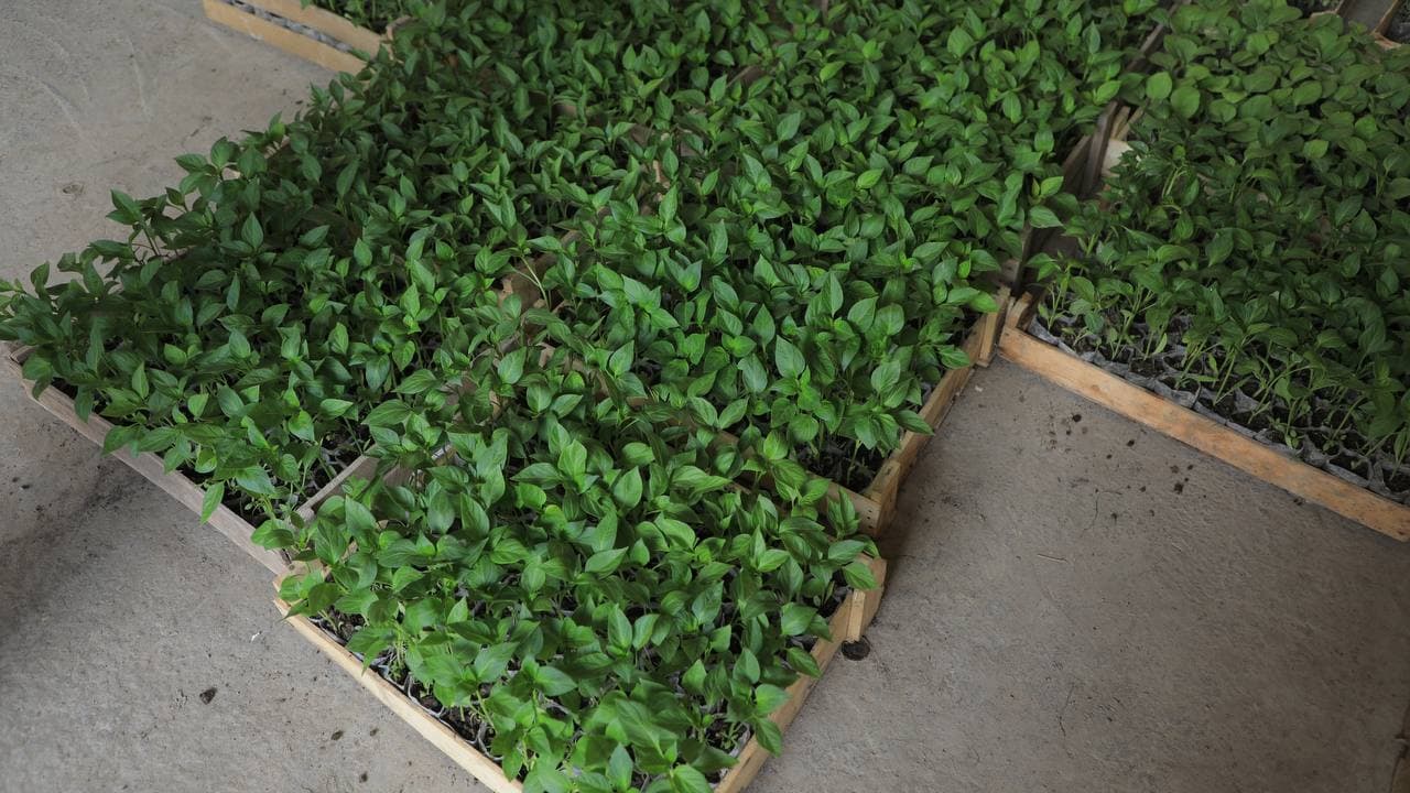 Kogon: Joʻrayevlar uy xoʻjaligida tomorqadan yilda uch marta hosil olinmoqda