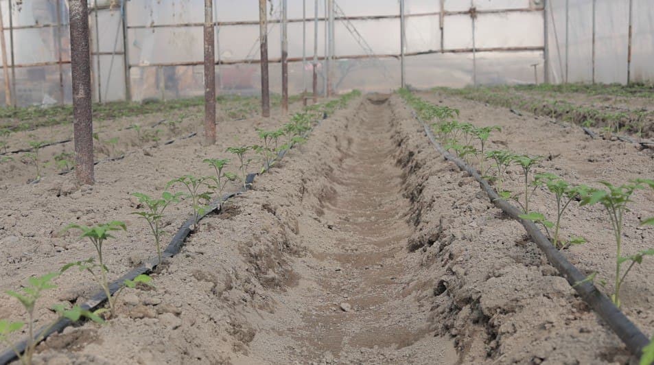 Kogon: Joʻrayevlar uy xoʻjaligida tomorqadan yilda uch marta hosil olinmoqda