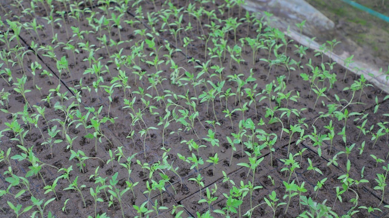 Kogon: Joʻrayevlar uy xoʻjaligida tomorqadan yilda uch marta hosil olinmoqda