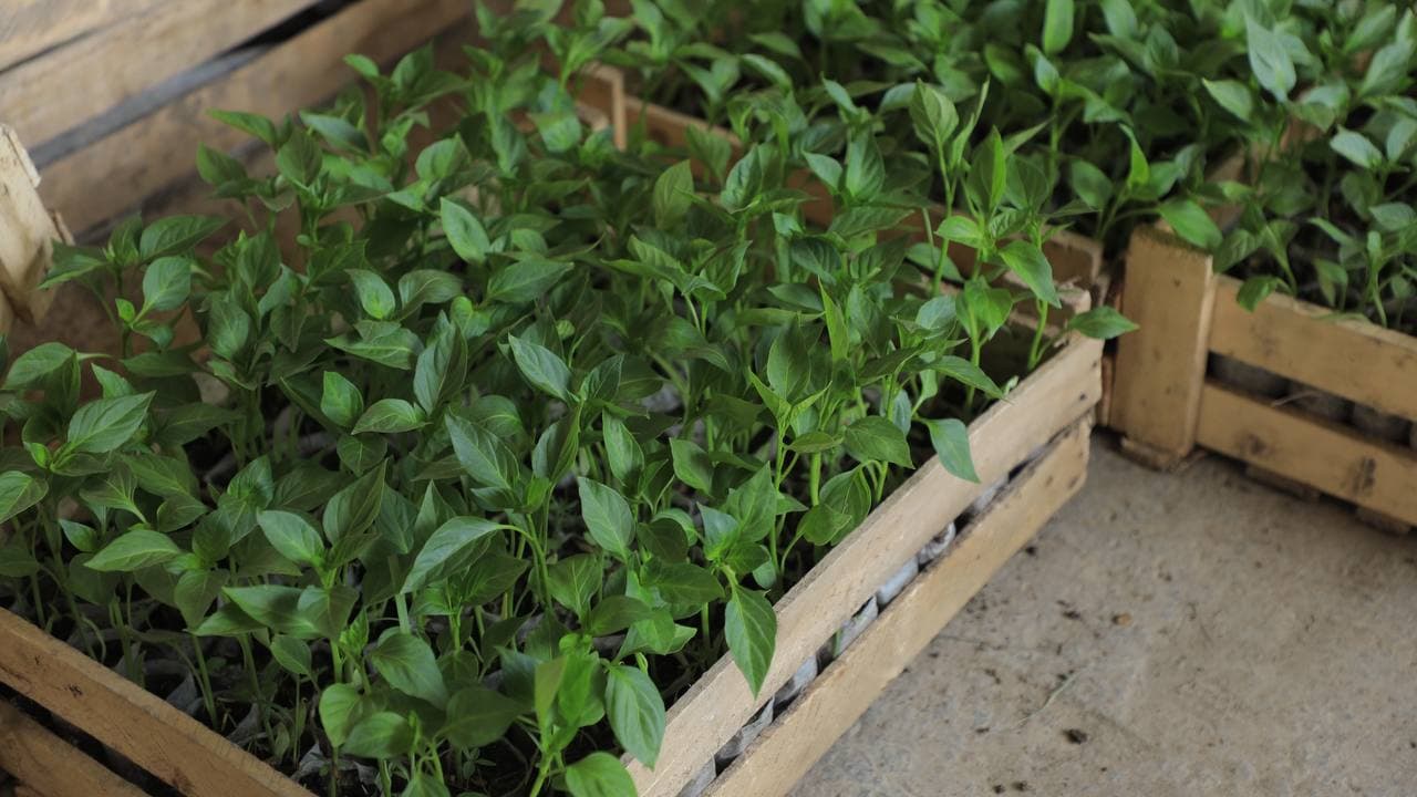 Kogon: Joʻrayevlar uy xoʻjaligida tomorqadan yilda uch marta hosil olinmoqda