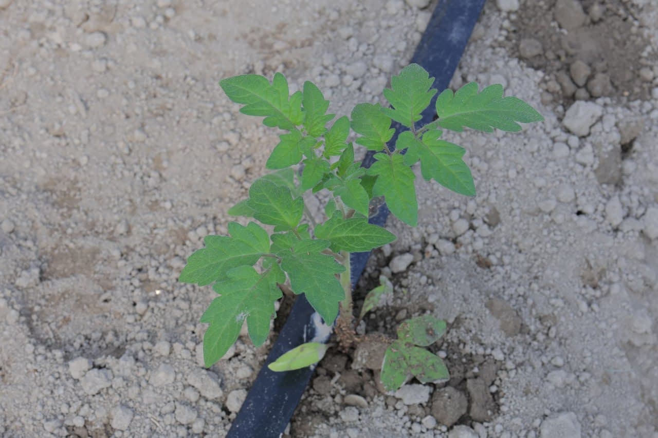 Kogon: Joʻrayevlar uy xoʻjaligida tomorqadan yilda uch marta hosil olinmoqda