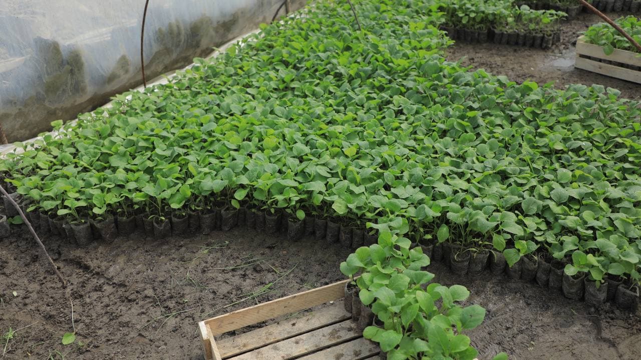 Kogon: Joʻrayevlar uy xoʻjaligida tomorqadan yilda uch marta hosil olinmoqda