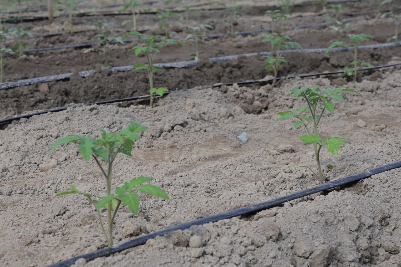Kogon: Joʻrayevlar uy xoʻjaligida tomorqadan yilda uch marta hosil olinmoqda