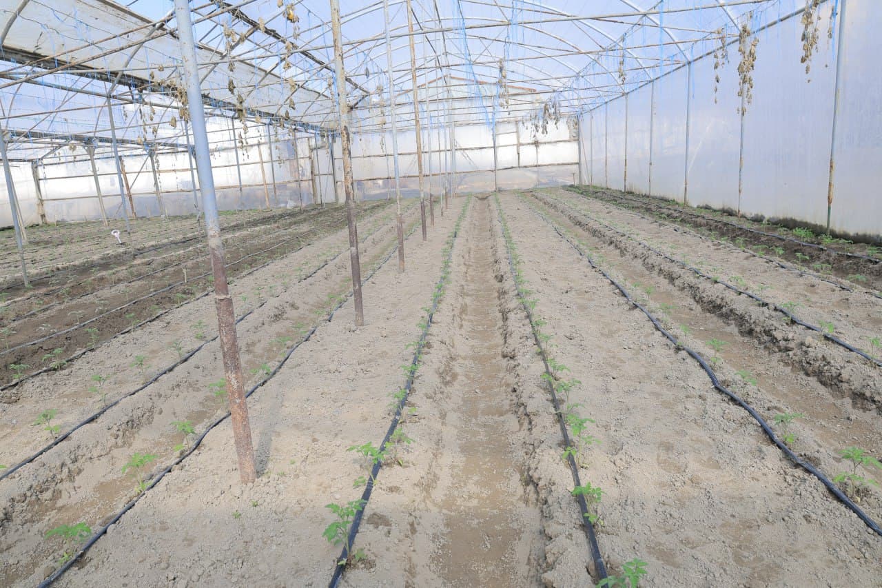 Kogon: Joʻrayevlar uy xoʻjaligida tomorqadan yilda uch marta hosil olinmoqda