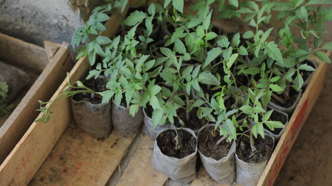 Kogon: Joʻrayevlar uy xoʻjaligida tomorqadan yilda uch marta hosil olinmoqda