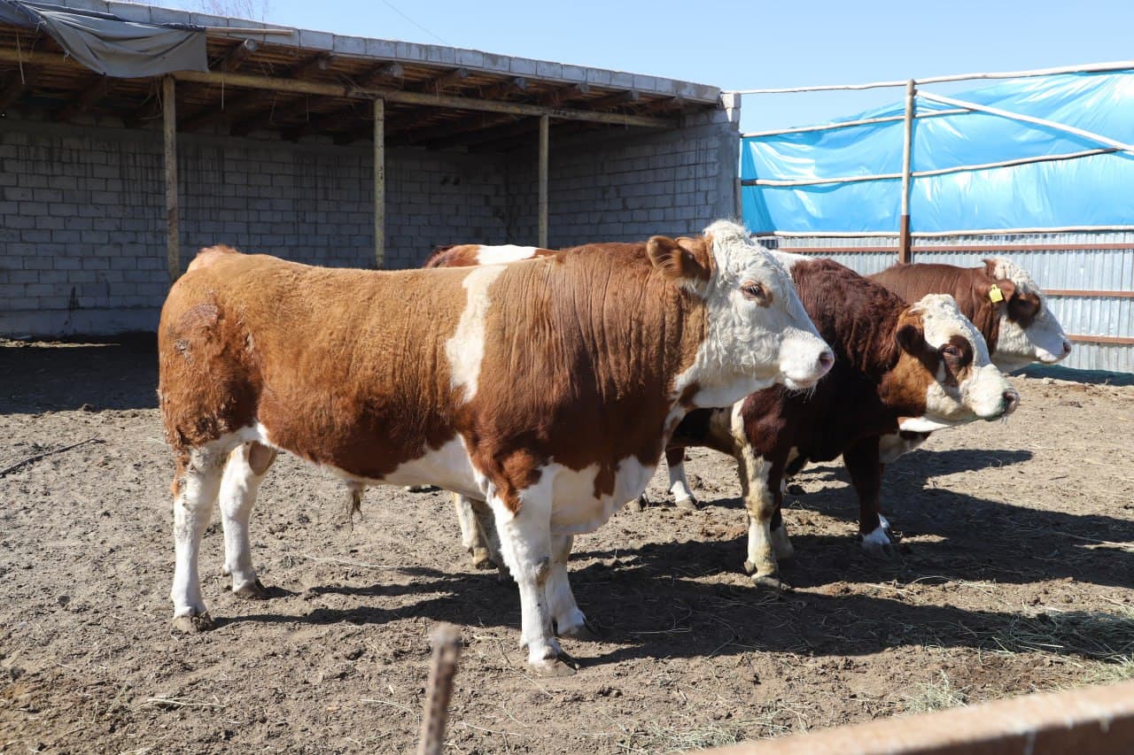Жондор: Аброр Асадов уй хўжалигида ҳам наслдор қорамоллар боқилмоқда