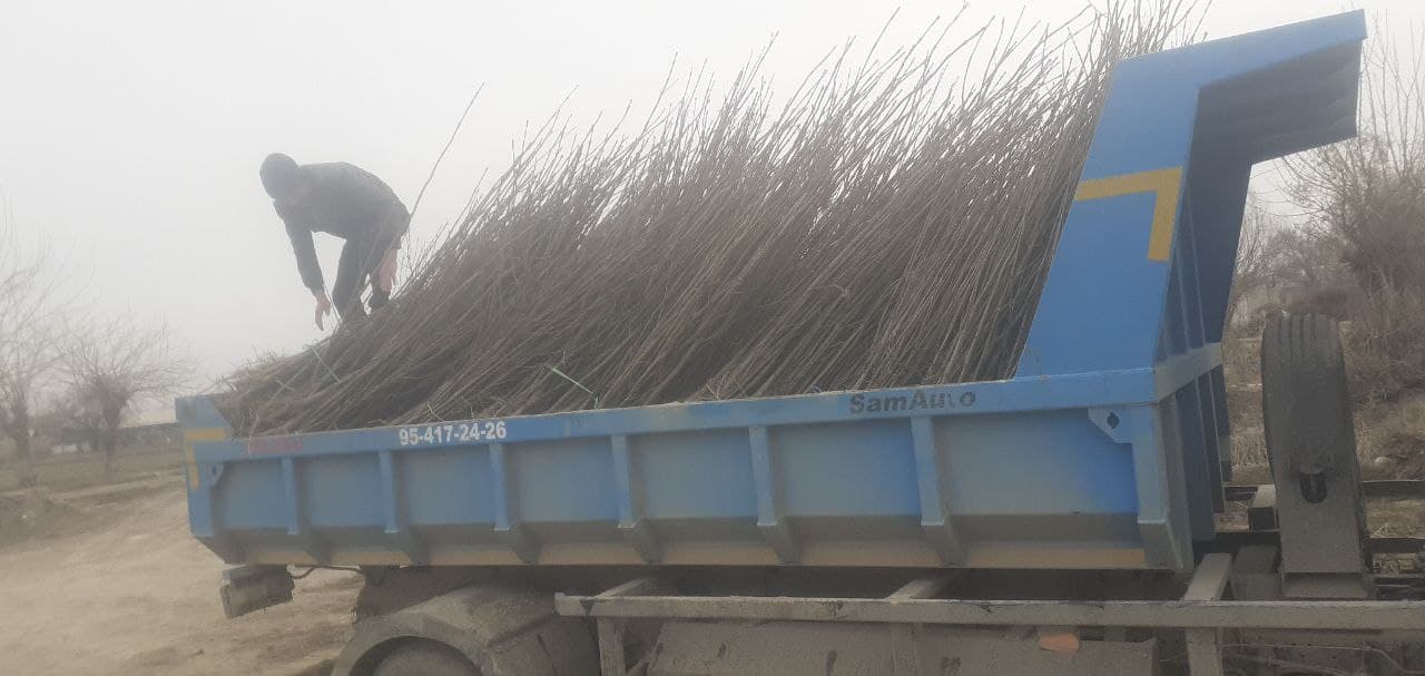 Jondor: koʻchat oʻtqazish, koʻkalamzorlashtirish har bir koʻcha va mahalla boʻylab davom etadi