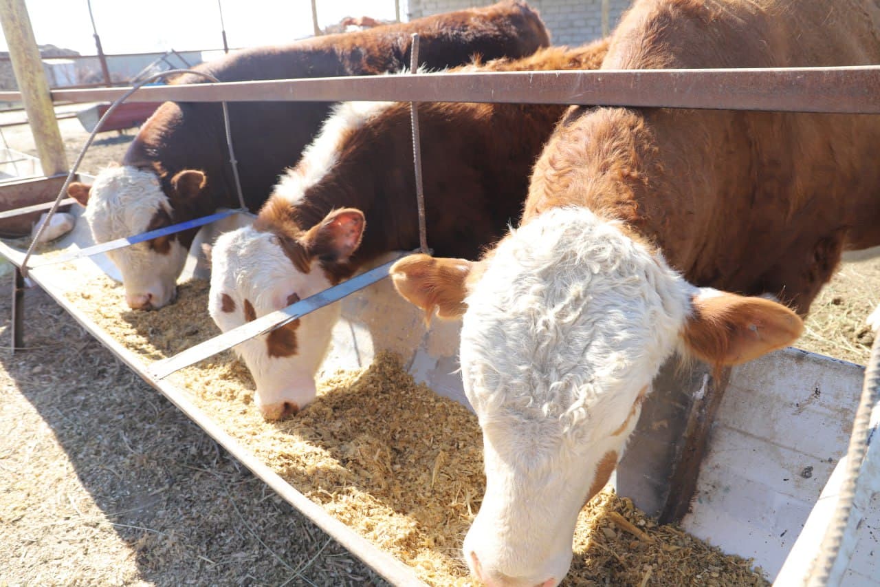 Жондор: Аброр Асадов уй хўжалигида ҳам наслдор қорамоллар боқилмоқда