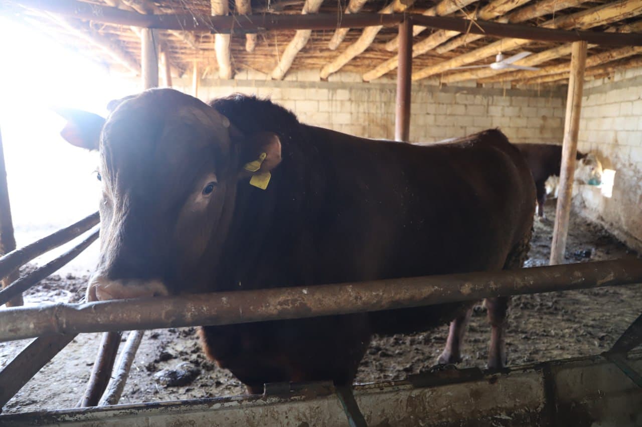 Жондор: Аброр Асадов уй хўжалигида ҳам наслдор қорамоллар боқилмоқда