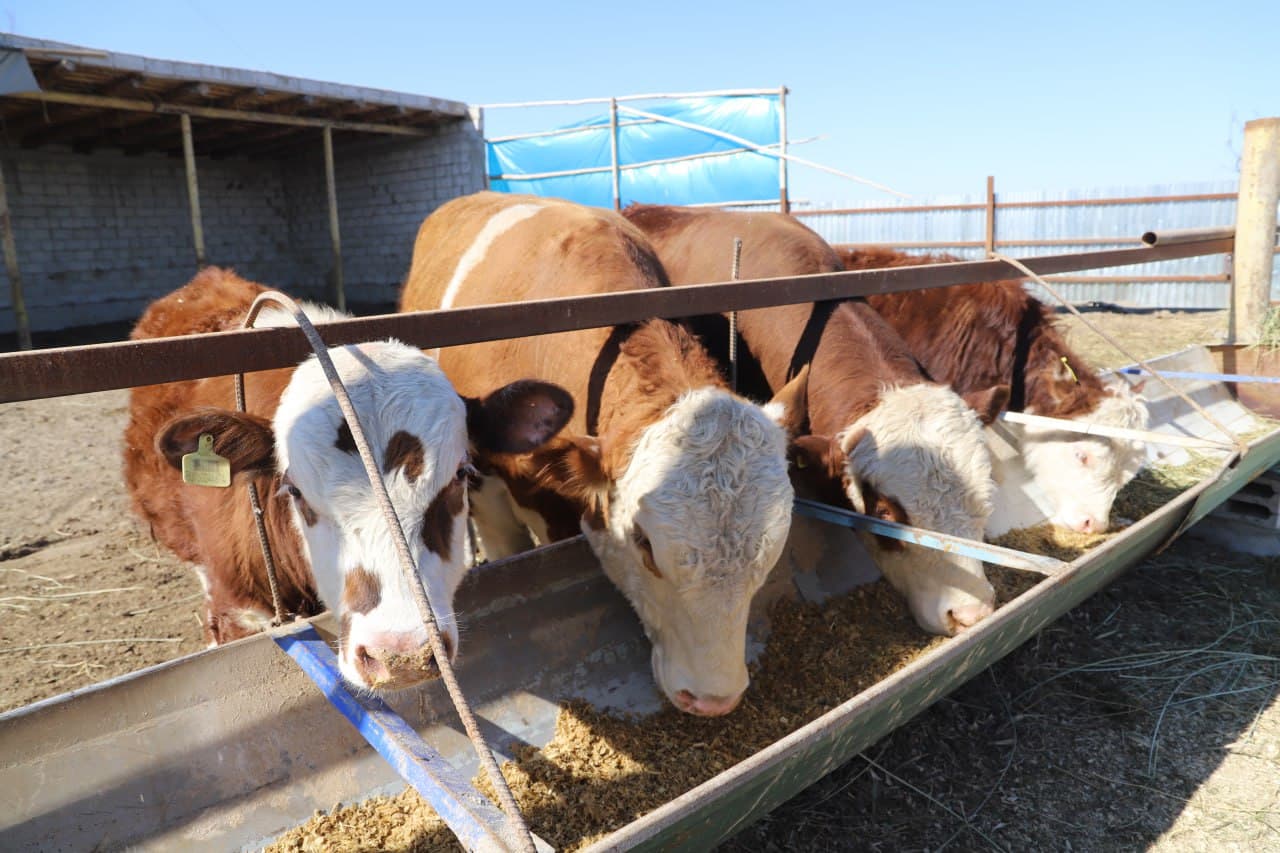 Жондор: Аброр Асадов уй хўжалигида ҳам наслдор қорамоллар боқилмоқда