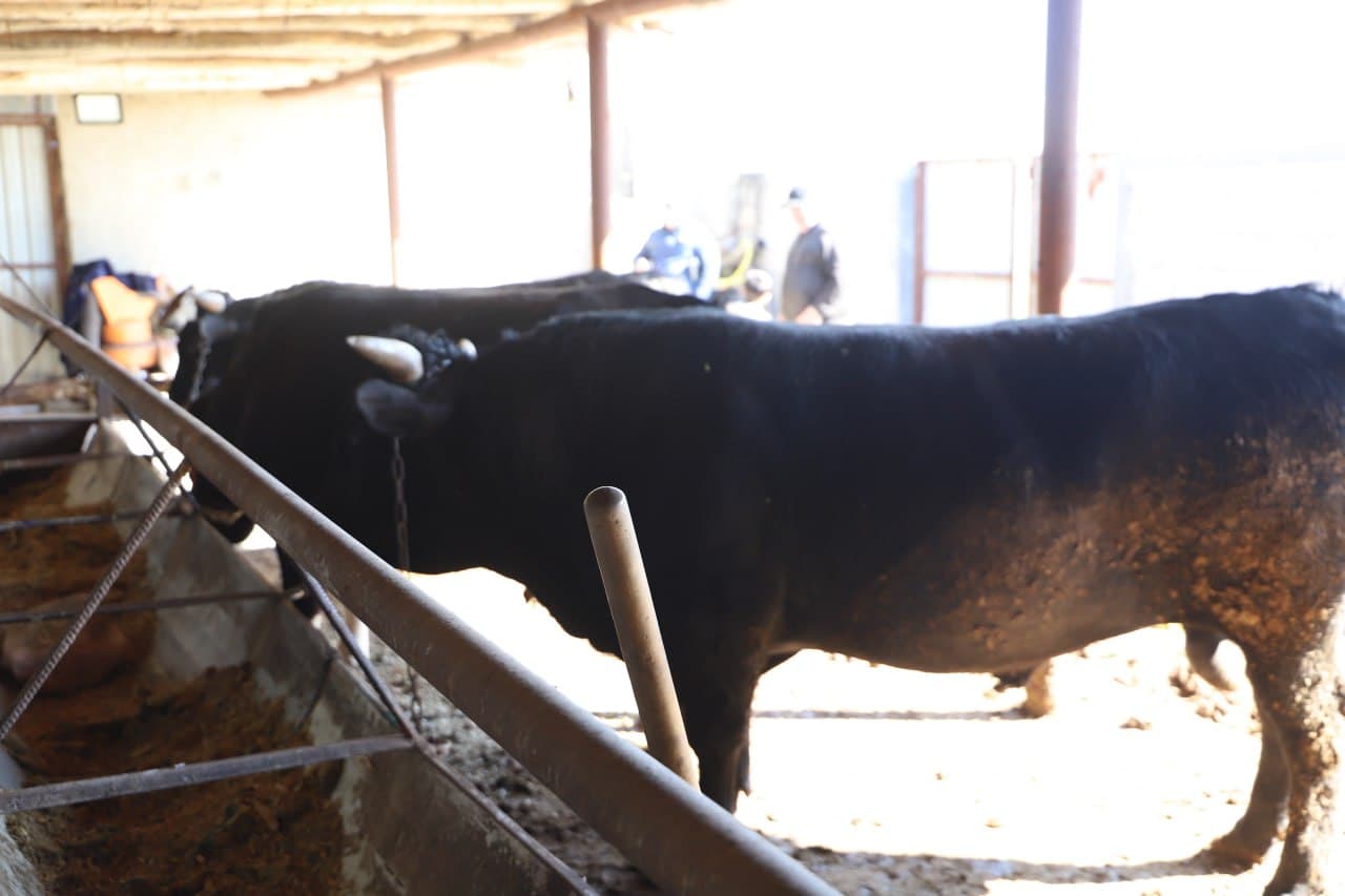 Жондор: Аброр Асадов уй хўжалигида ҳам наслдор қорамоллар боқилмоқда