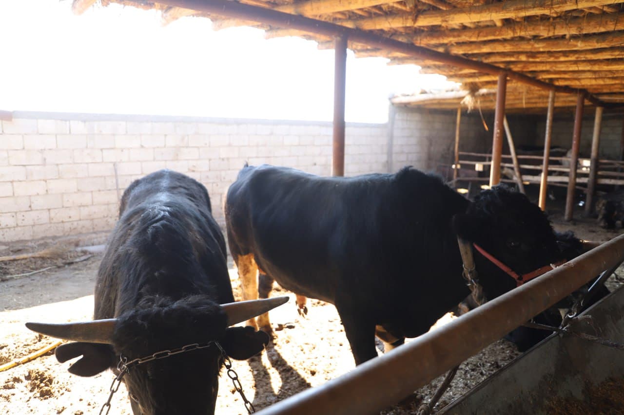 Жондор: Аброр Асадов уй хўжалигида ҳам наслдор қорамоллар боқилмоқда