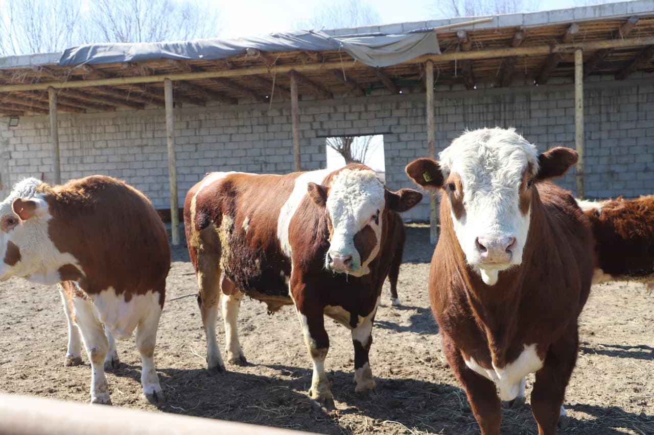 Жондор: Аброр Асадов уй хўжалигида ҳам наслдор қорамоллар боқилмоқда