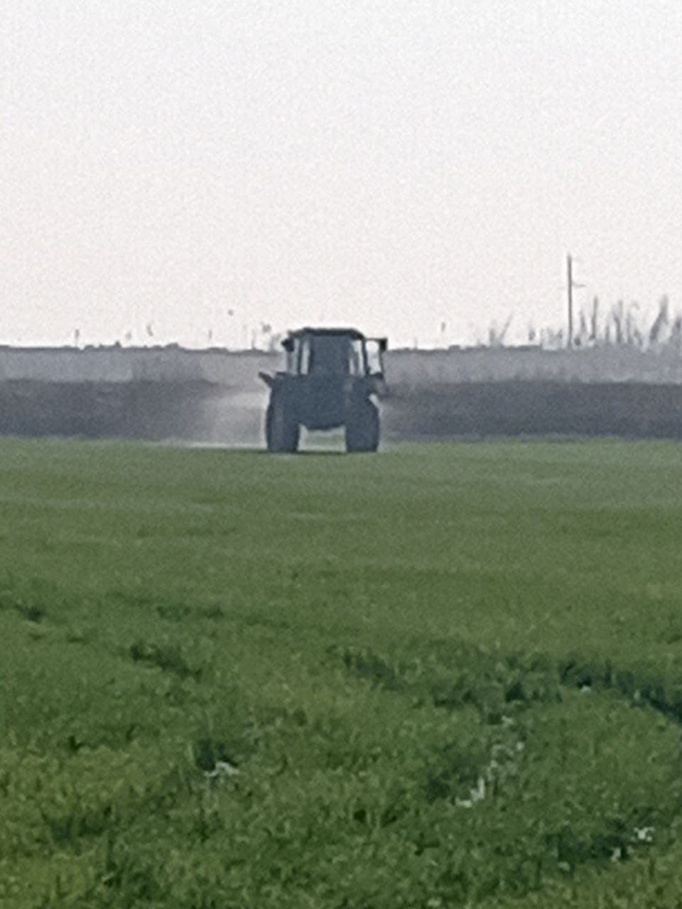 Peshku: “Buxoro Servis Agroklaster” MCHJ 250 gektar maydonda g‘alla yetishtirmoqda