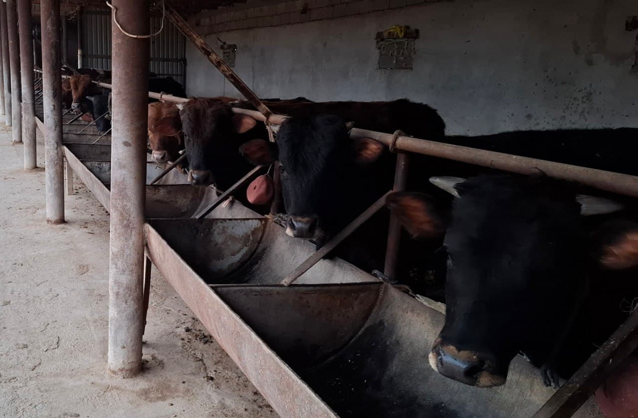 Қоровулбозор: Рустам Муҳаммадиевнинг оилавий чорвачилик фаолияти икки бош қорамолдан бошланган