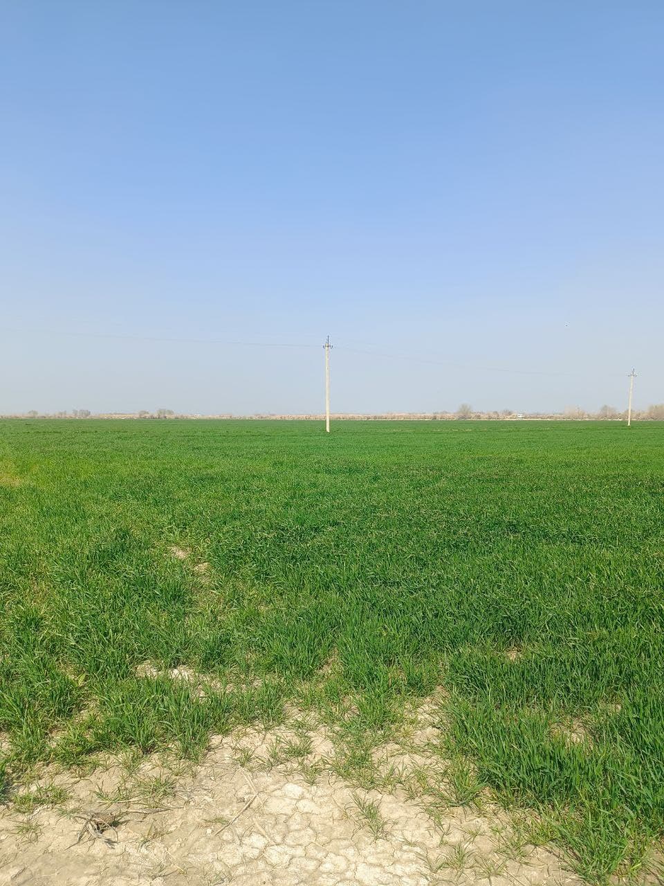 Peshku: “Buxoro Servis Agroklaster” MCHJ 250 gektar maydonda g‘alla yetishtirmoqda