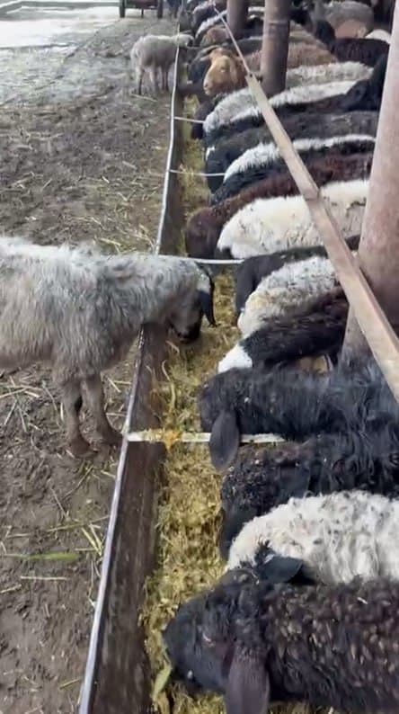 Қоровулбозор: Рустам Муҳаммадиевнинг оилавий чорвачилик фаолияти икки бош қорамолдан бошланган