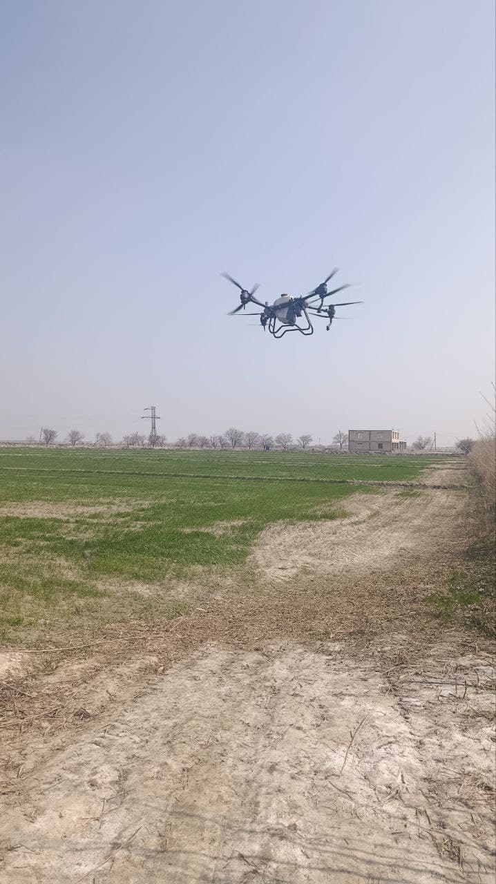 Peshku: “Buxoro Servis Agroklaster” MCHJ 250 gektar maydonda g‘alla yetishtirmoqda