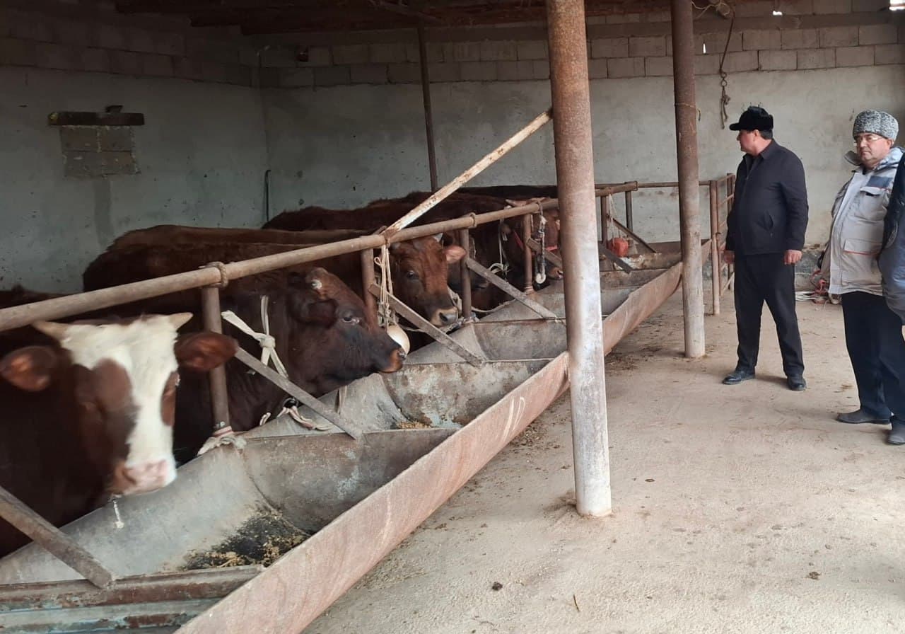 Қоровулбозор: Рустам Муҳаммадиевнинг оилавий чорвачилик фаолияти икки бош қорамолдан бошланган