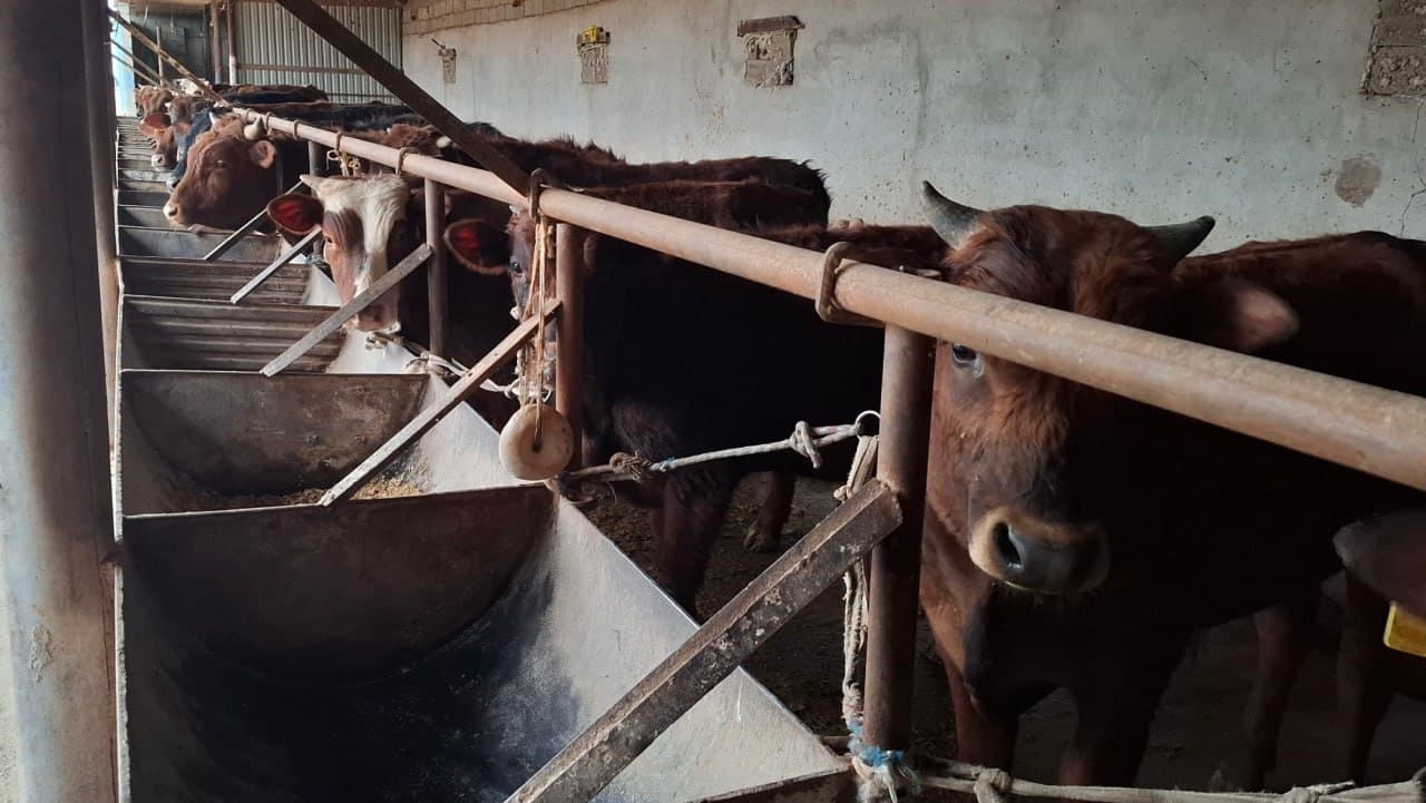 Қоровулбозор: Рустам Муҳаммадиевнинг оилавий чорвачилик фаолияти икки бош қорамолдан бошланган