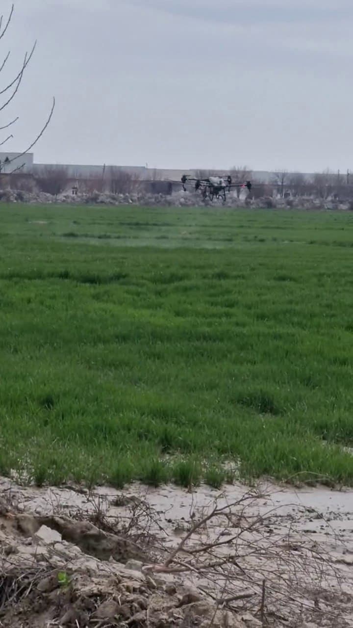 Peshku: “Buxoro Servis Agroklaster” MCHJ 250 gektar maydonda g‘alla yetishtirmoqda