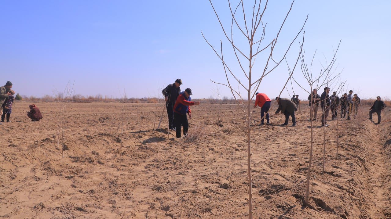 Qorakoʻl: mahallalarda tutzor barpo etib, ham sabzavot yetishtirib, daromad olish imkoniyati yaratilmoqda