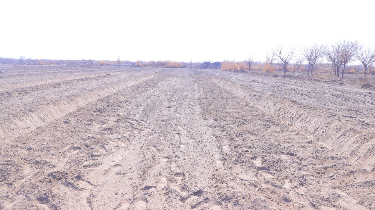 Qorakoʻl: mahallalarda tutzor barpo etib, ham sabzavot yetishtirib, daromad olish imkoniyati yaratilmoqda