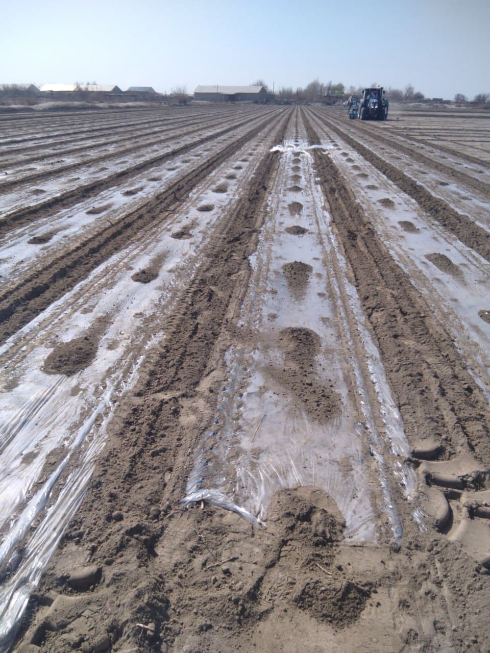 Jondor: “Bahodir Bekzod Asadbek” va boshqa fermer xoʻjaliklarida chigit ekish ishlari avjida