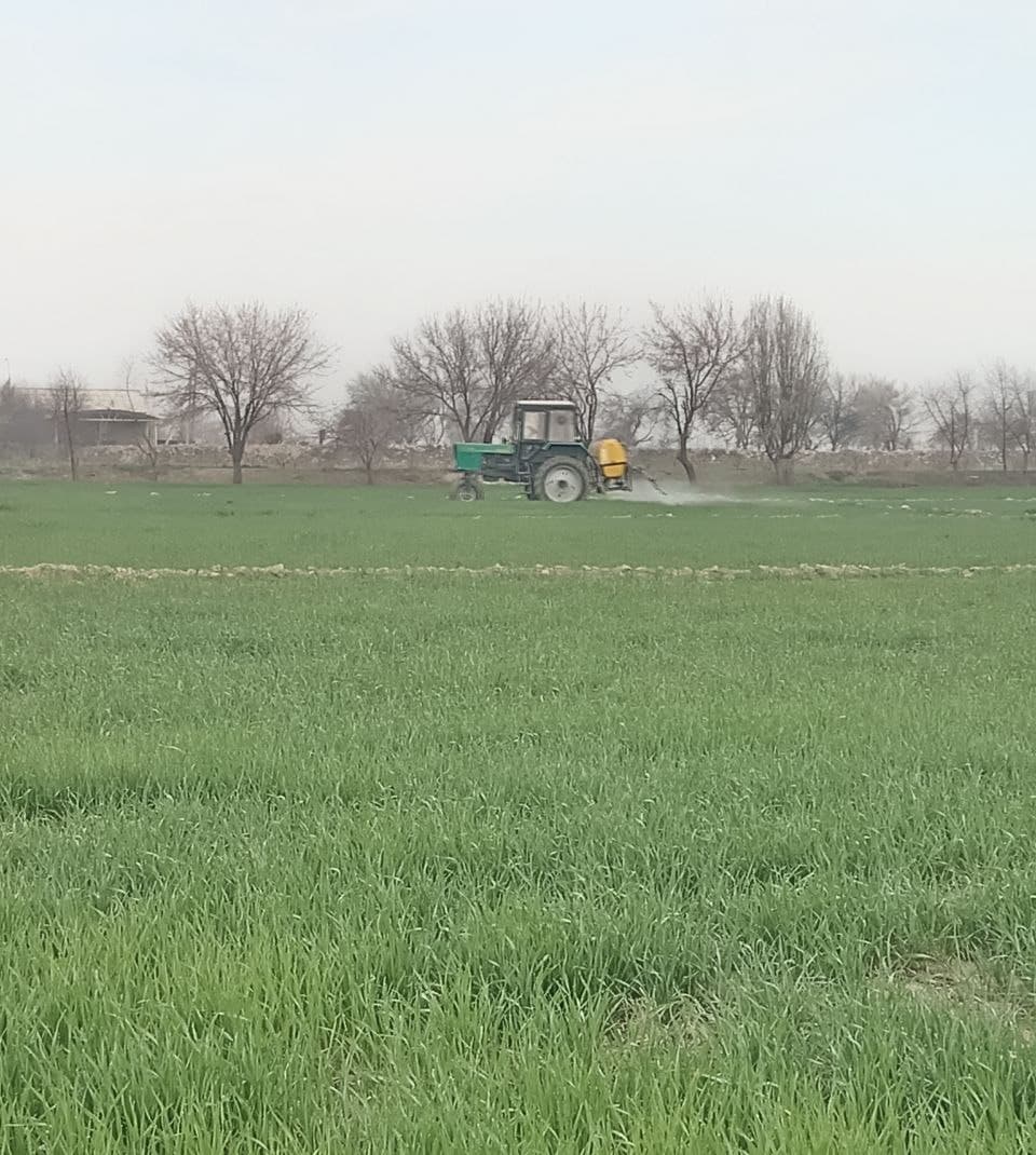 Kogon: "Kogon Axtam Aslbek" fermer xoʻjaligida ham gʻalla agrotexnik tadbirlari avjida