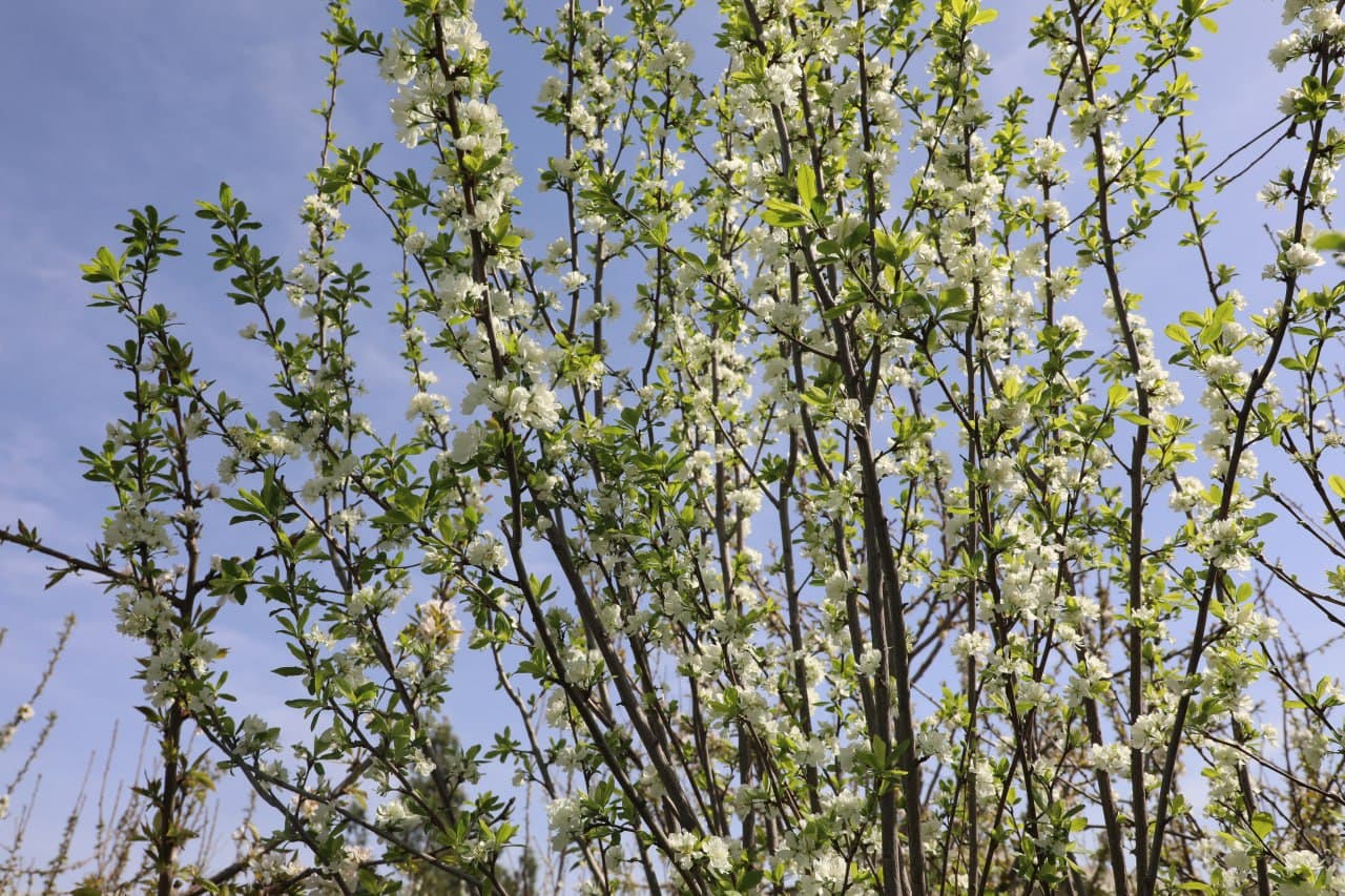 Peshku: Niyoz bobo tabarruk 90 yoshida ham tomorqa bogʻidagi mehnati bilan ko’plarga ibrat