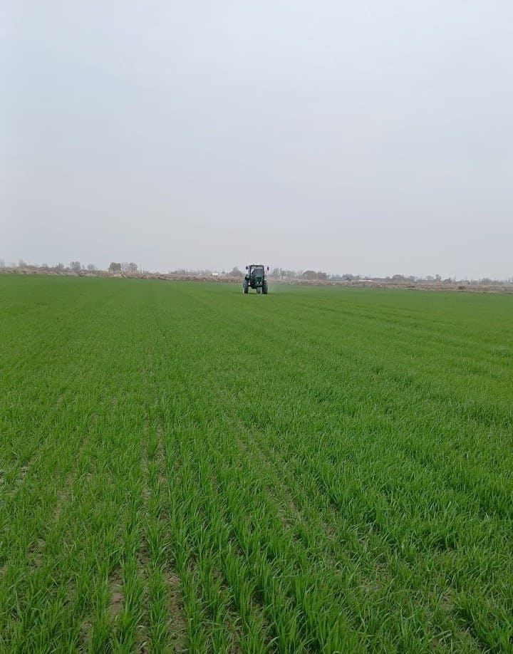 Kogon: "Kogon Axtam Aslbek" fermer xoʻjaligida ham gʻalla agrotexnik tadbirlari avjida