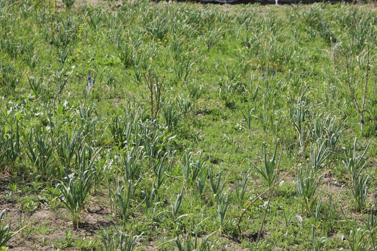 Peshku: Niyoz bobo tabarruk 90 yoshida ham tomorqa bogʻidagi mehnati bilan ko’plarga ibrat
