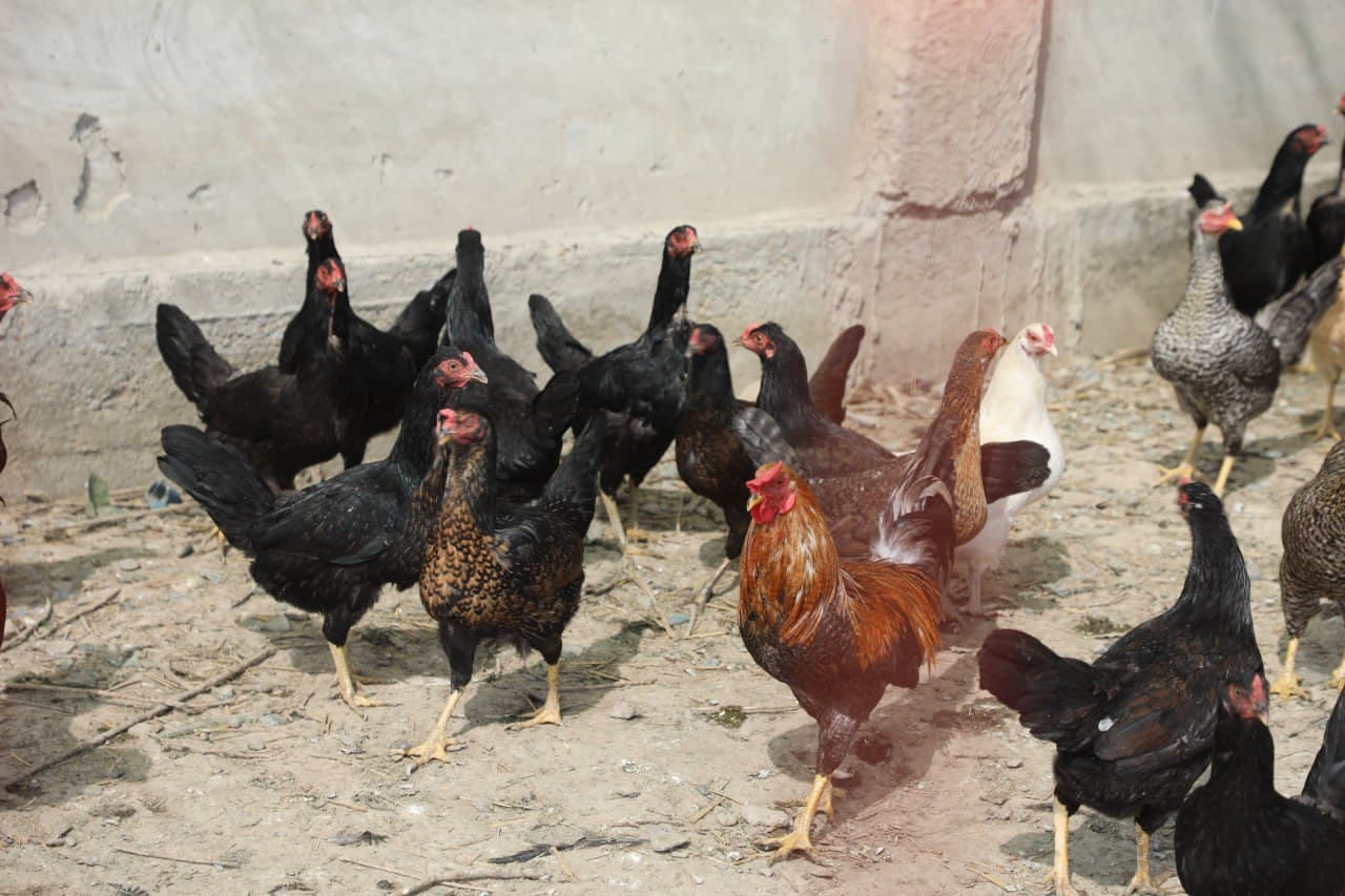 Peshku: Niyoz bobo tabarruk 90 yoshida ham tomorqa bogʻidagi mehnati bilan ko’plarga ibrat