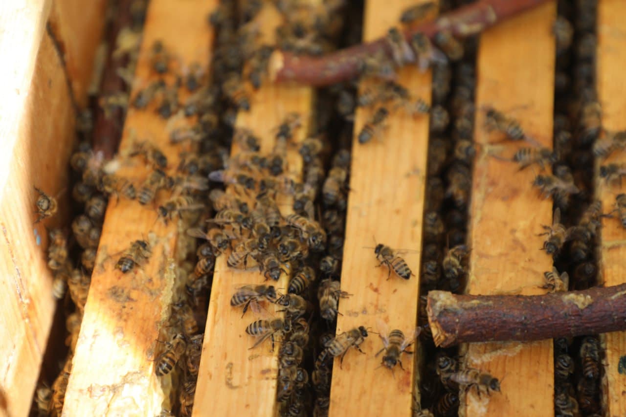 Peshku: Niyoz bobo tabarruk 90 yoshida ham tomorqa bogʻidagi mehnati bilan ko’plarga ibrat