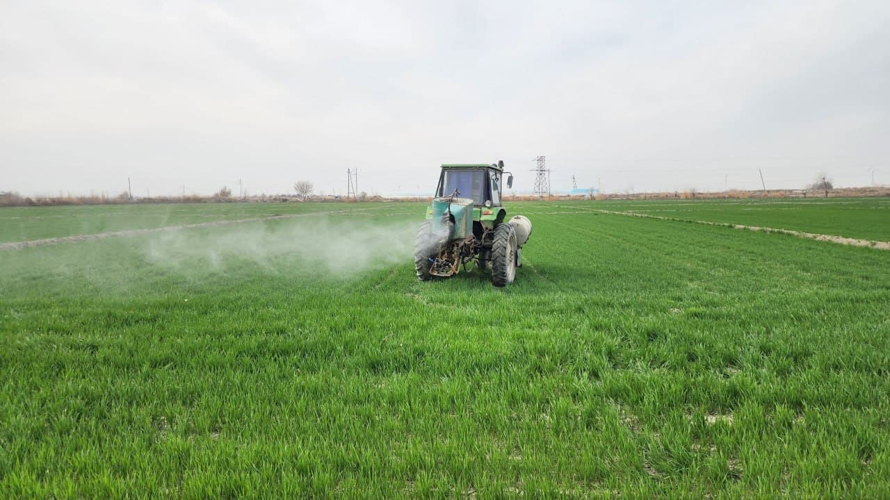 Kogon: "Kogon Axtam Aslbek" fermer xoʻjaligida ham gʻalla agrotexnik tadbirlari avjida