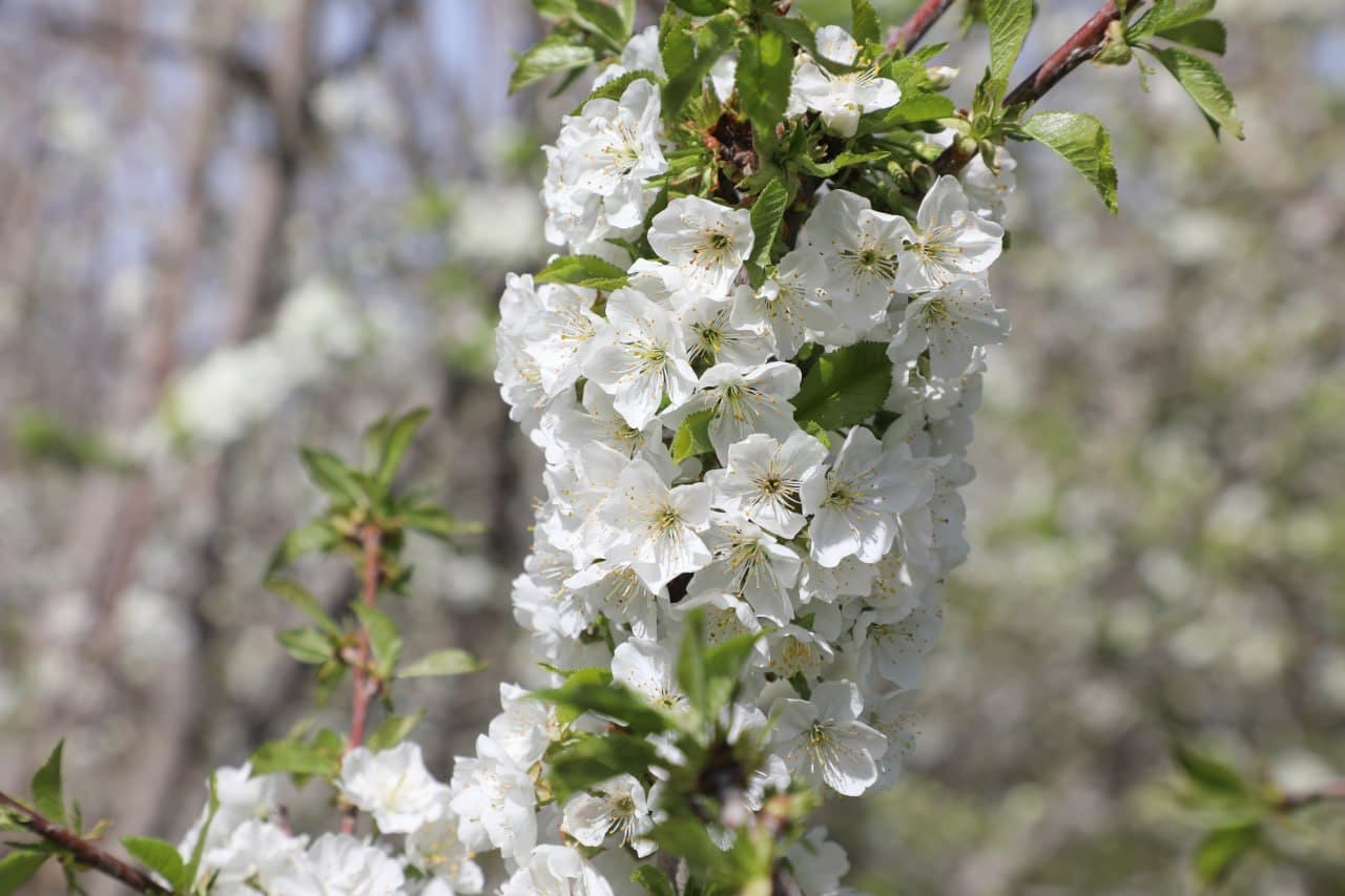 Peshku: Niyoz bobo tabarruk 90 yoshida ham tomorqa bogʻidagi mehnati bilan ko’plarga ibrat