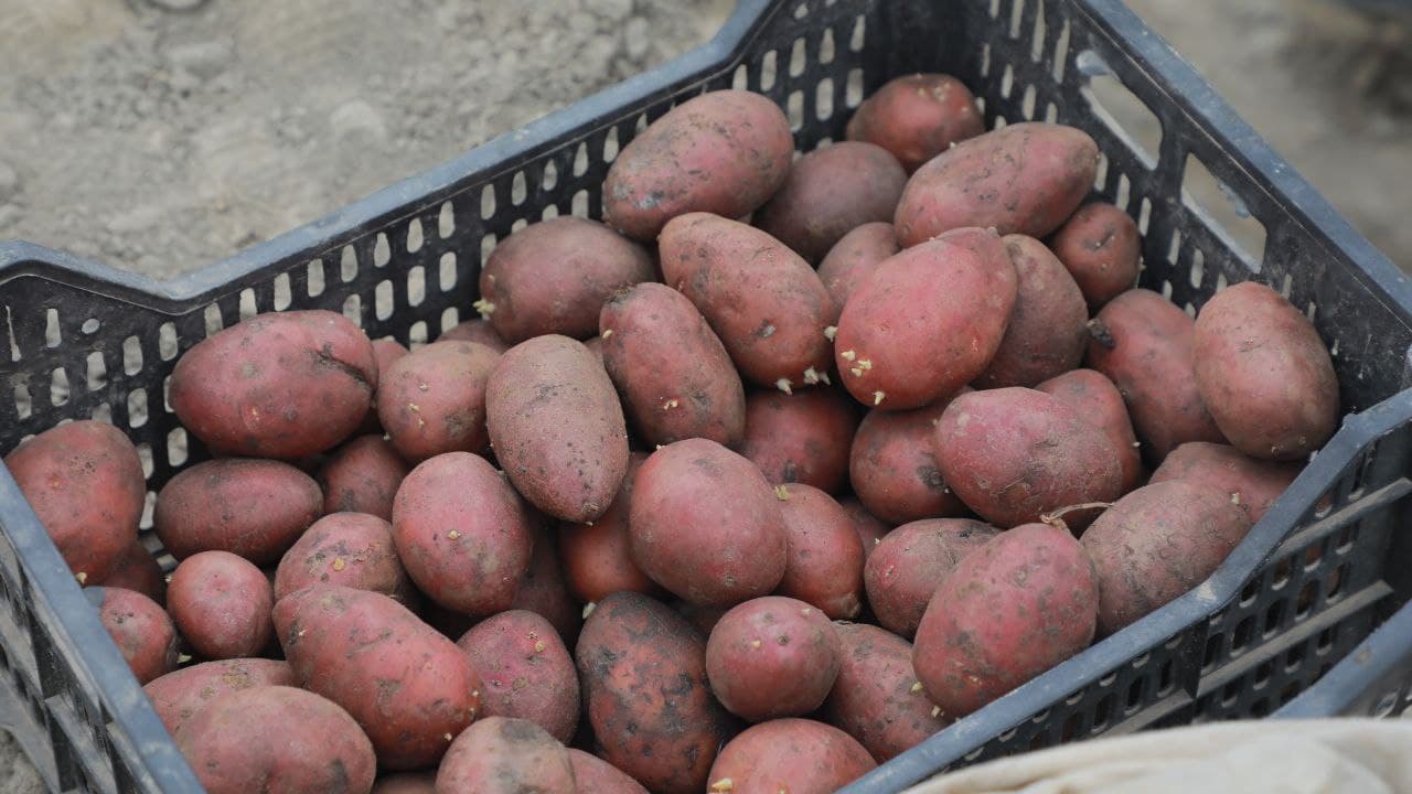 Kogon: fermer xoʻjaliklari 300 gektardan oshiq yerda kartoshka yetishtirmoqda