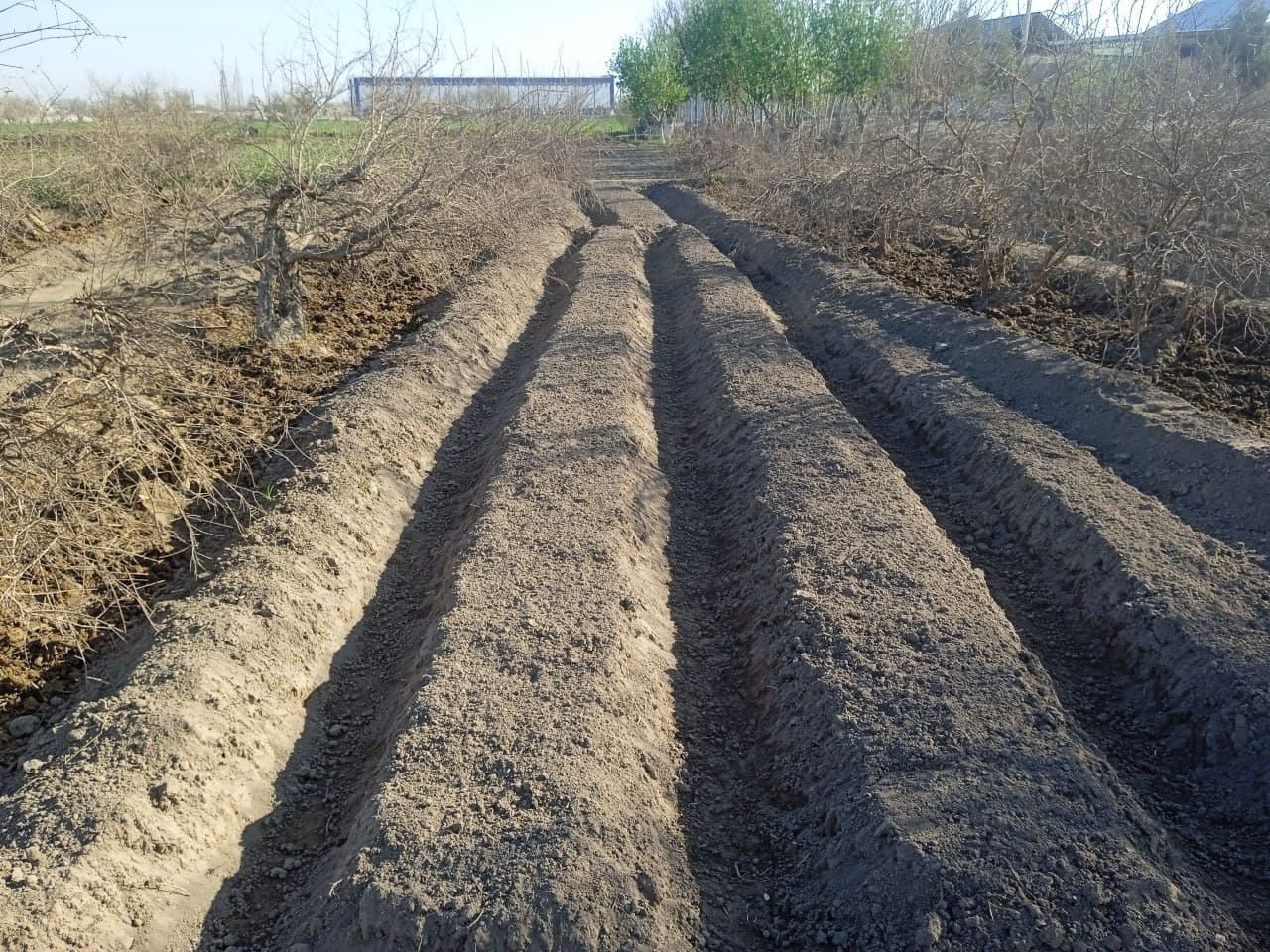Kogon: fermer xoʻjaliklari 300 gektardan oshiq yerda kartoshka yetishtirmoqda