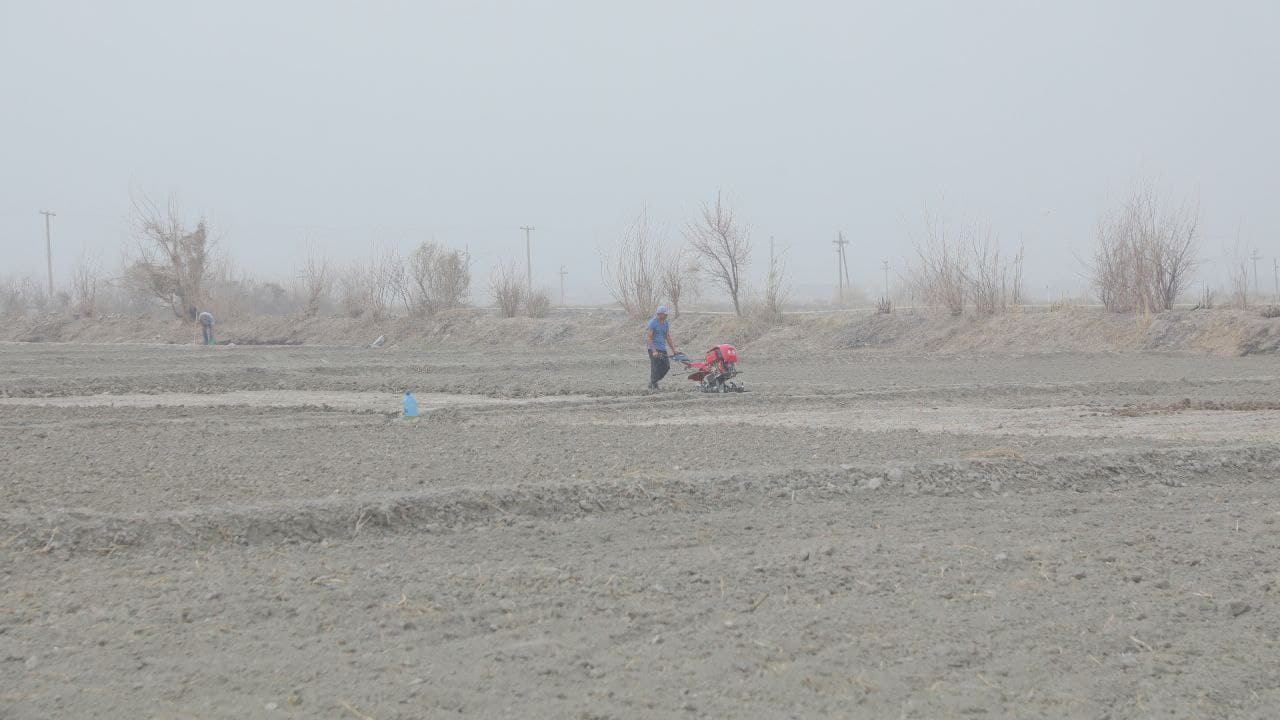 Kogon: fermer xoʻjaliklari 300 gektardan oshiq yerda kartoshka yetishtirmoqda