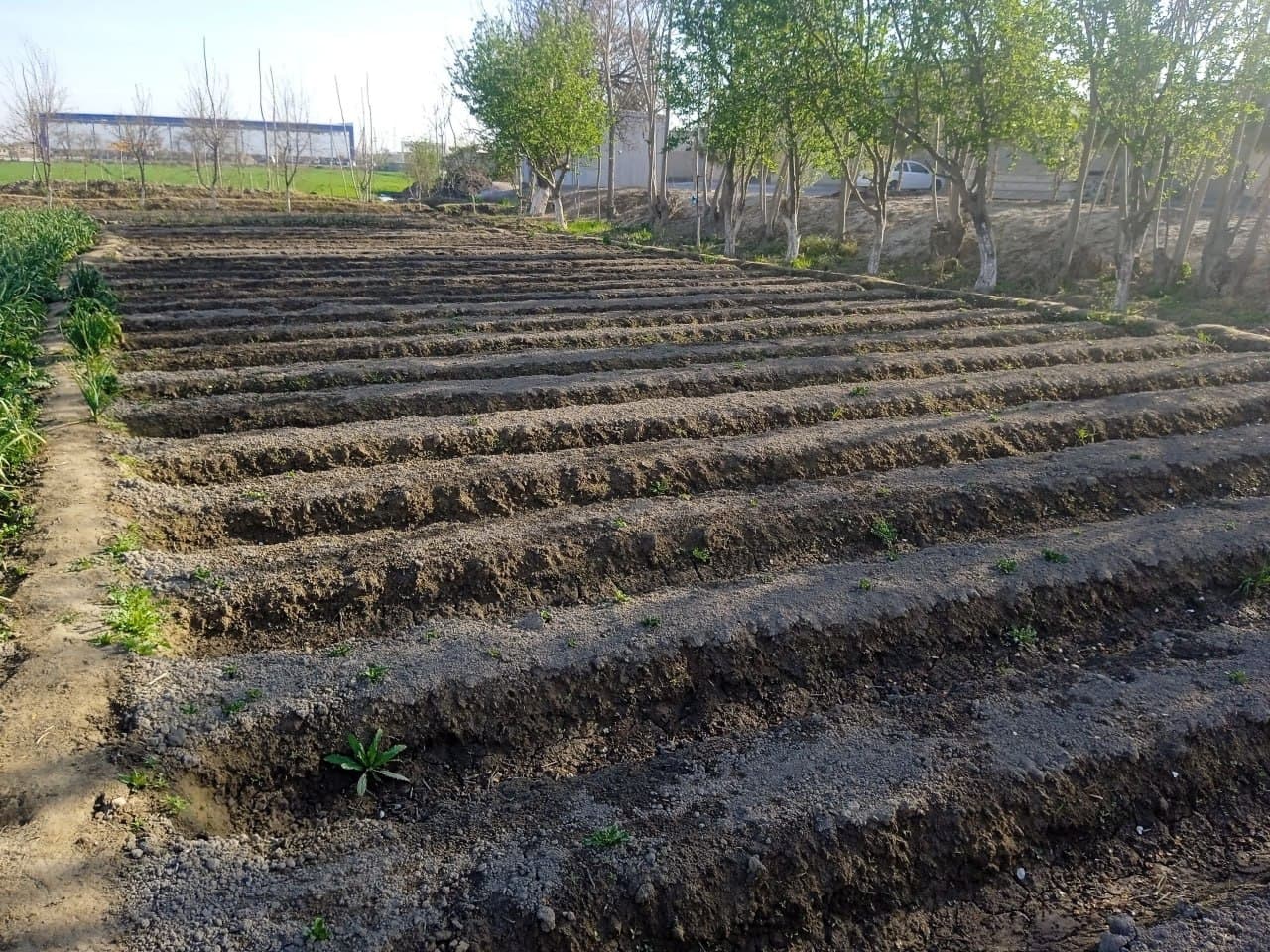 Kogon: fermer xoʻjaliklari 300 gektardan oshiq yerda kartoshka yetishtirmoqda