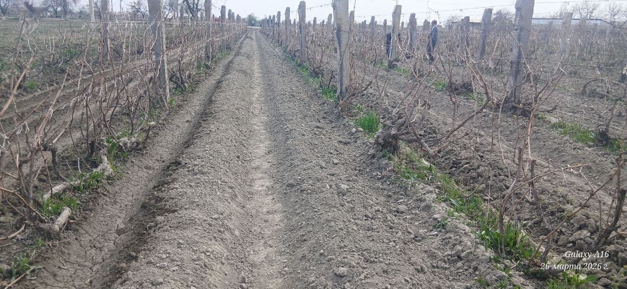 Kogon: fermer xoʻjaliklari 300 gektardan oshiq yerda kartoshka yetishtirmoqda