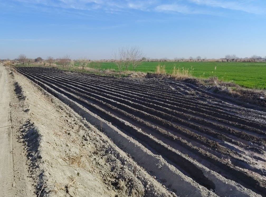 Kogon: fermer xoʻjaliklari 300 gektardan oshiq yerda kartoshka yetishtirmoqda