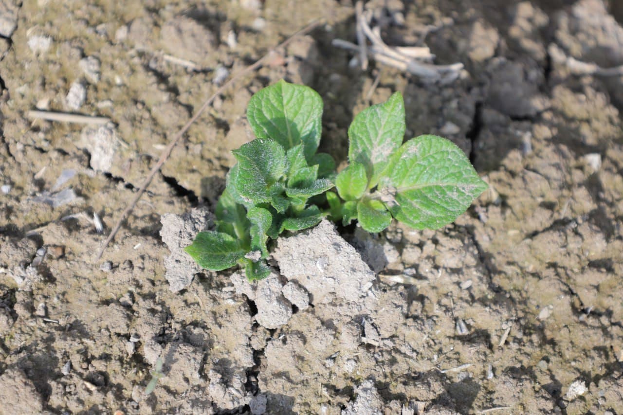 Kogon: fermer xoʻjaliklari 300 gektardan oshiq yerda kartoshka yetishtirmoqda