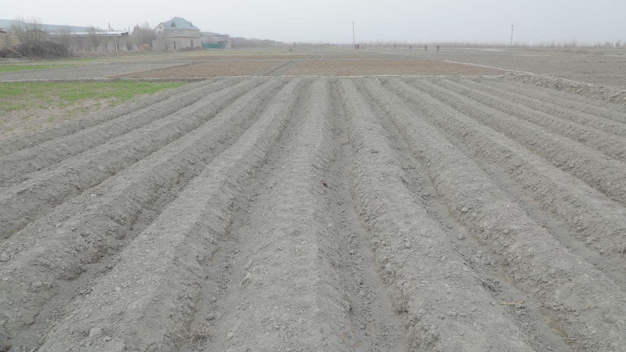 Kogon: fermer xoʻjaliklari 300 gektardan oshiq yerda kartoshka yetishtirmoqda