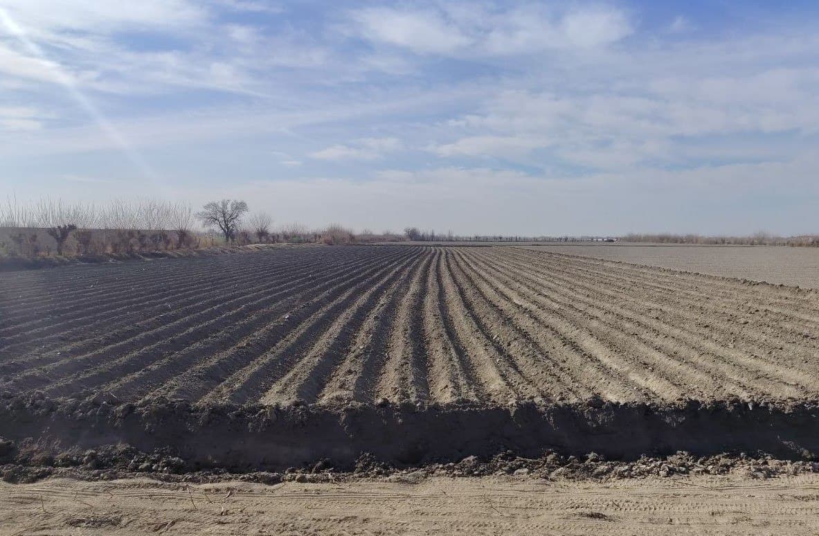 Kogon: fermer xoʻjaliklari 300 gektardan oshiq yerda kartoshka yetishtirmoqda