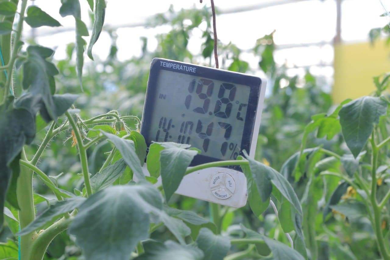 Kogon tumani: “Kogon agro saxovat servis” MCHJ 100 tonna bodring yetishtirish harakatida