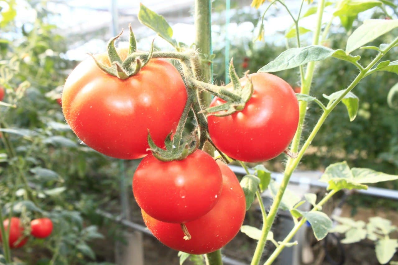 Kogon tumani: “Kogon agro saxovat servis” MCHJ 100 tonna bodring yetishtirish harakatida