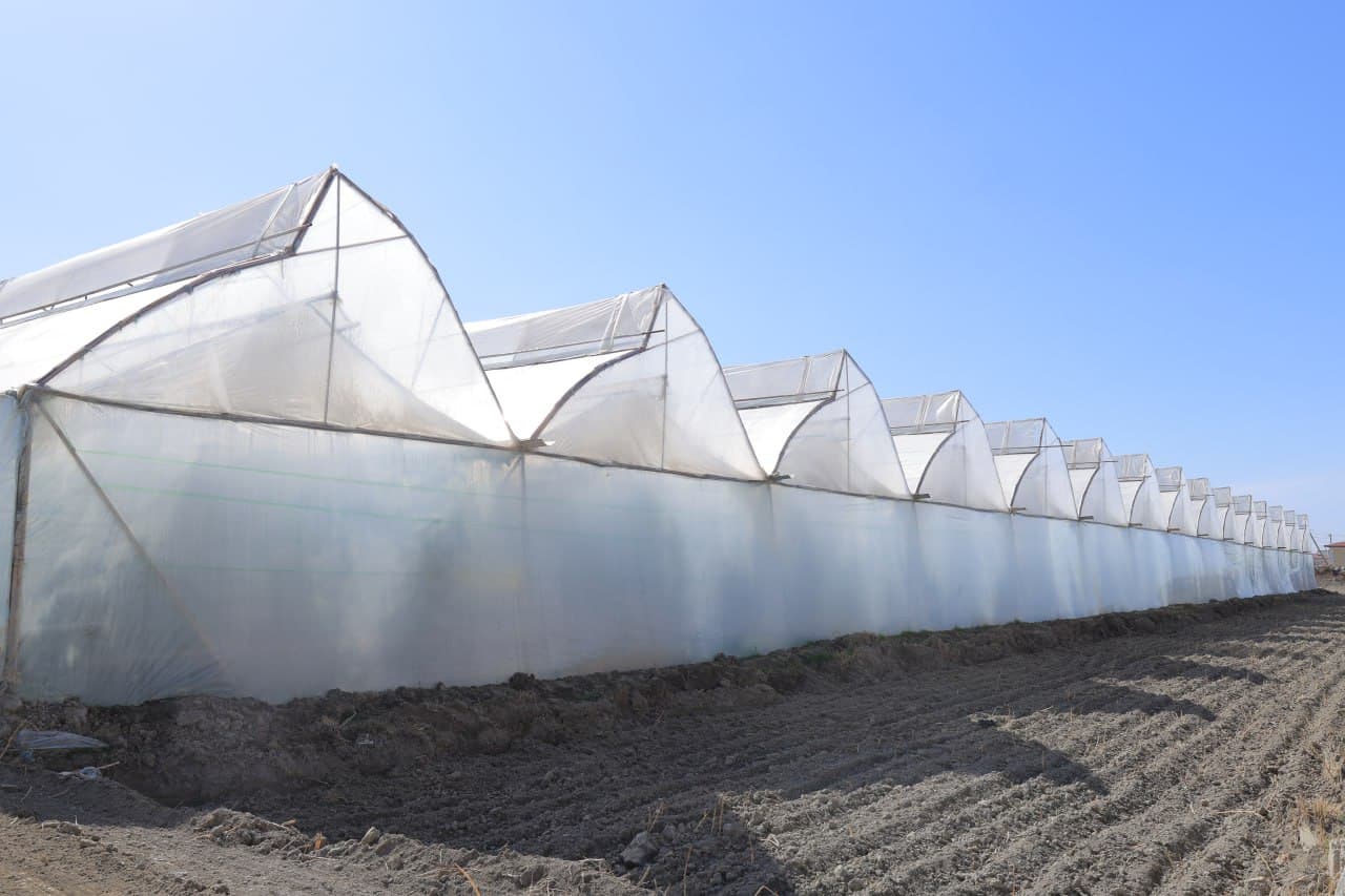 Kogon tumani: “Kogon agro saxovat servis” MCHJ 100 tonna bodring yetishtirish harakatida